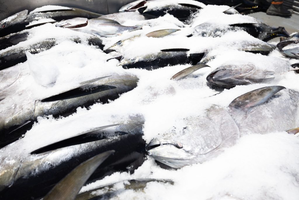 Fresh Island Fish